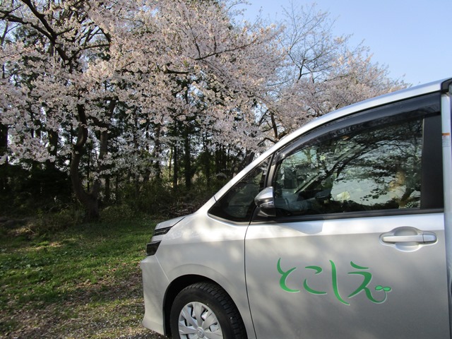 4月 桜ドライブ　①.jpg